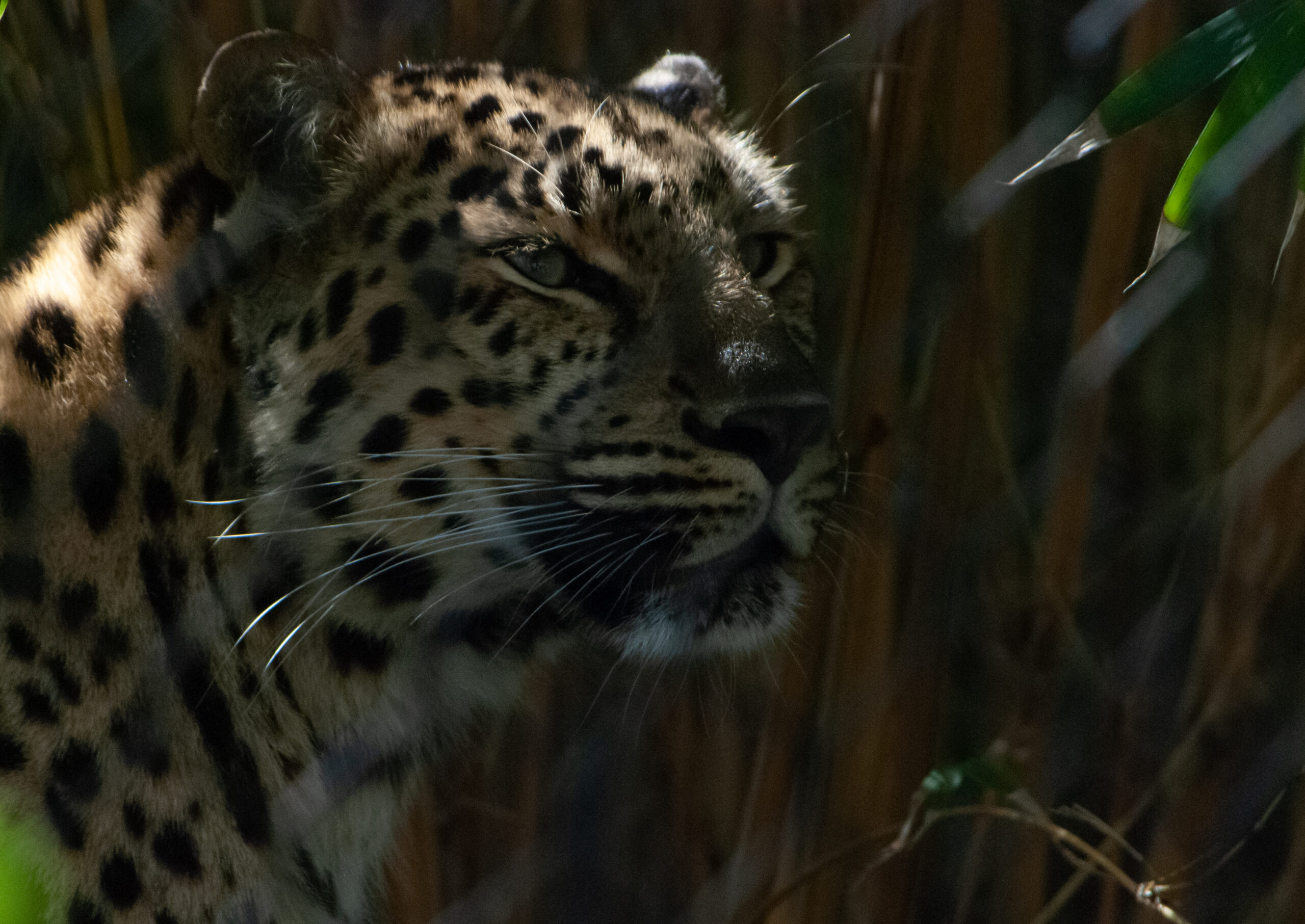 Amur Leopard | Robert Mitchell Evans